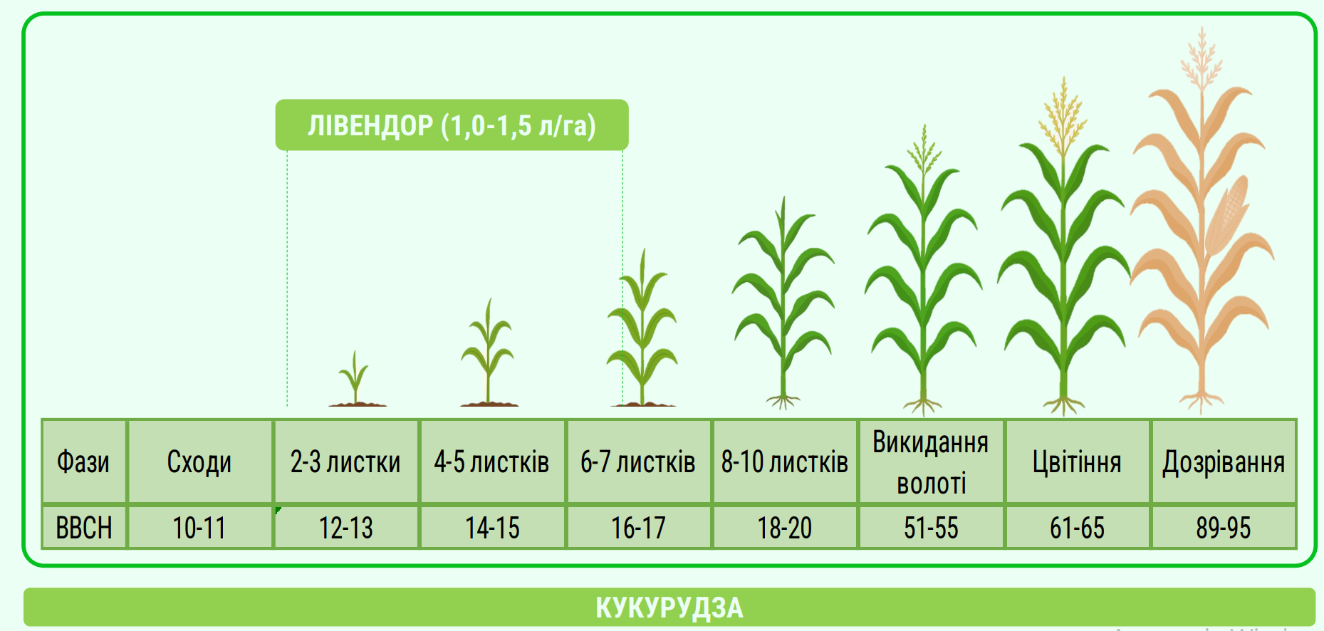 Лівендор – контроль стійких бур’янів за 1–7 діб – Зображення 57