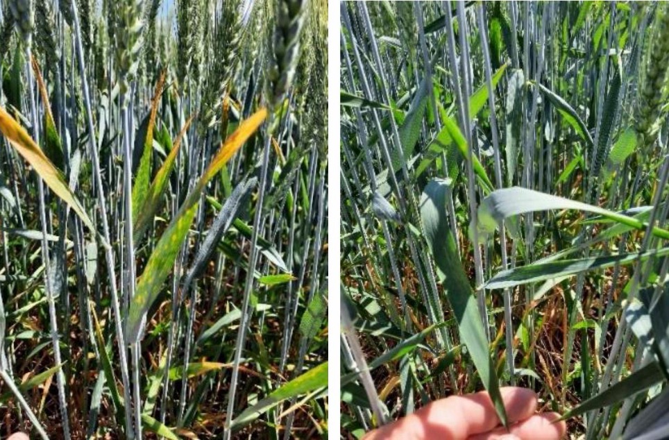 Комплексний контроль хвороб і шкідників зернових упродовж вегетації – Зображення 69