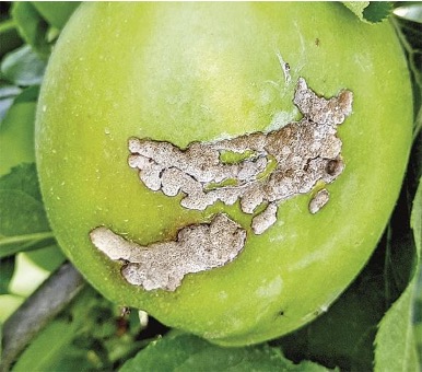 На захисті саду – Зображення 53