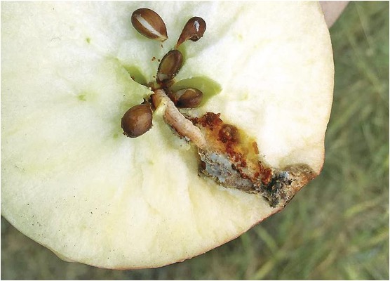 На захисті саду – Зображення 55