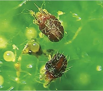 На захисті саду – Зображення 57