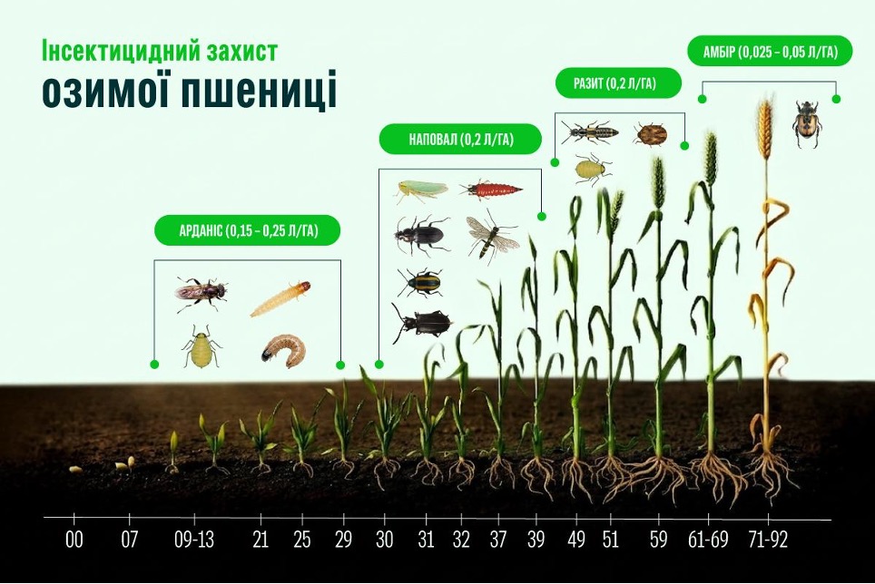 Комплексний контроль хвороб і шкідників зернових упродовж вегетації – Зображення 77