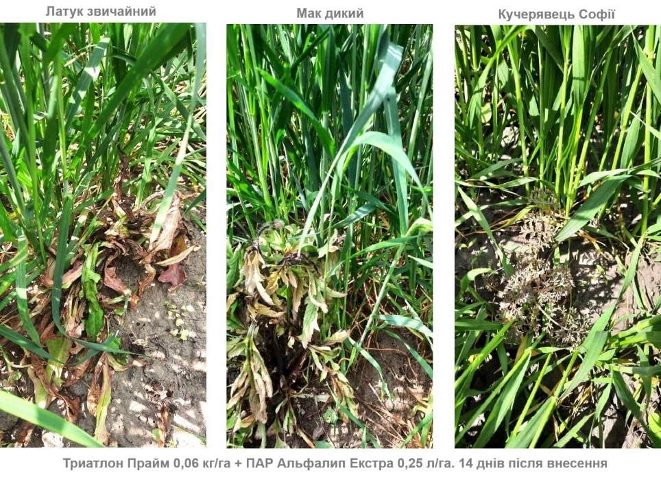 Системний підхід до гербіцидного захисту зернових колосових культур після відновлення вегетації навесні – Зображення 57