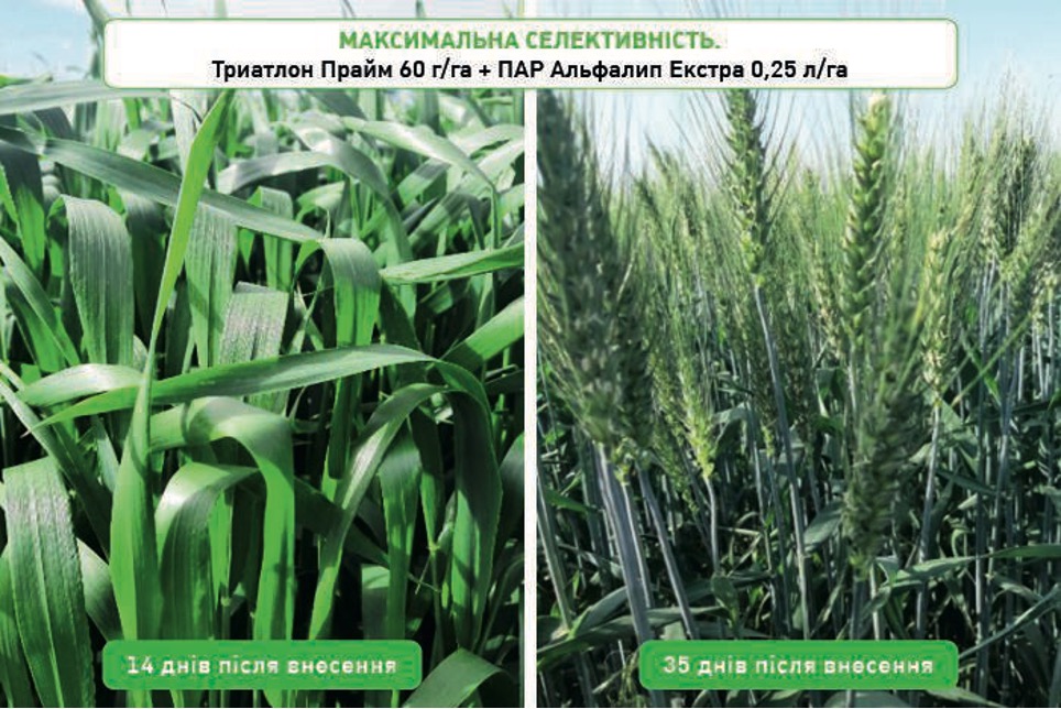 Триатлон Прайм – новий рівень захисту зернових колосових – Зображення 53