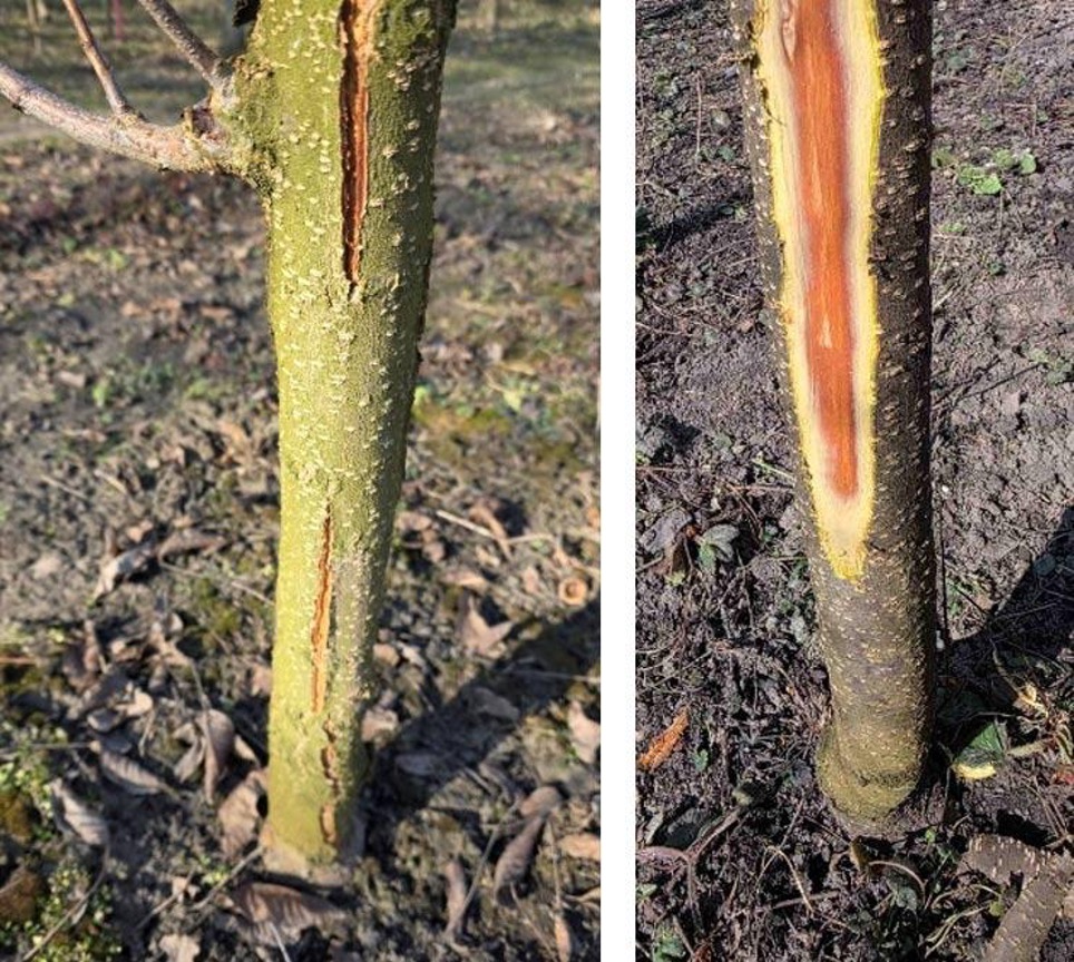 Весняний захист саду цьогоріч має свої особливості – Зображення 55