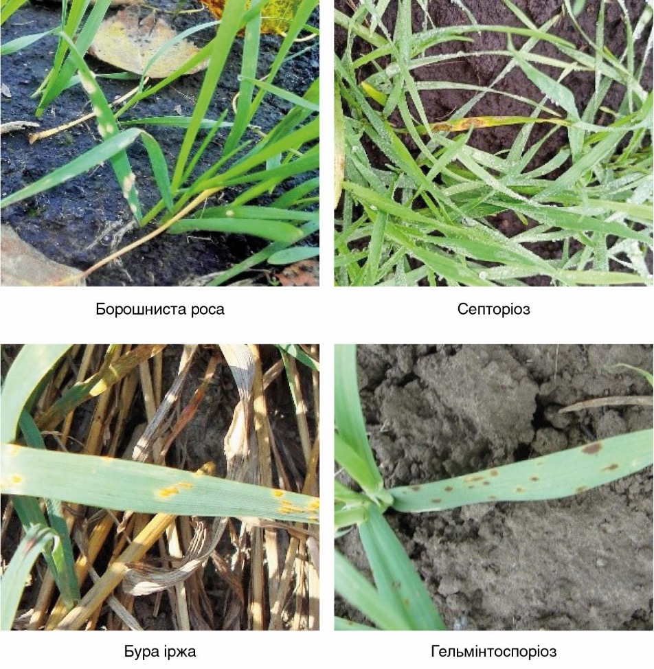 Захист у Т1: контроль зимуючої і ранньовесняної інфекції – Зображення 54
