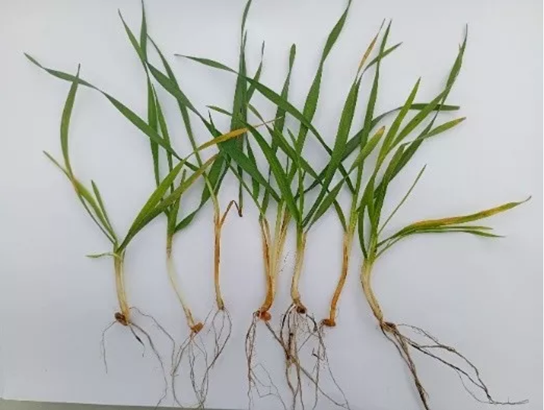 Комплексний контроль хвороб і шкідників зернових упродовж вегетації – Зображення 53