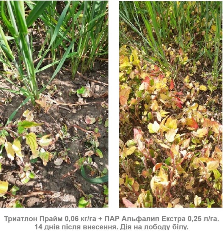 Системний підхід до гербіцидного захисту зернових колосових культур після відновлення вегетації навесні – Зображення 59