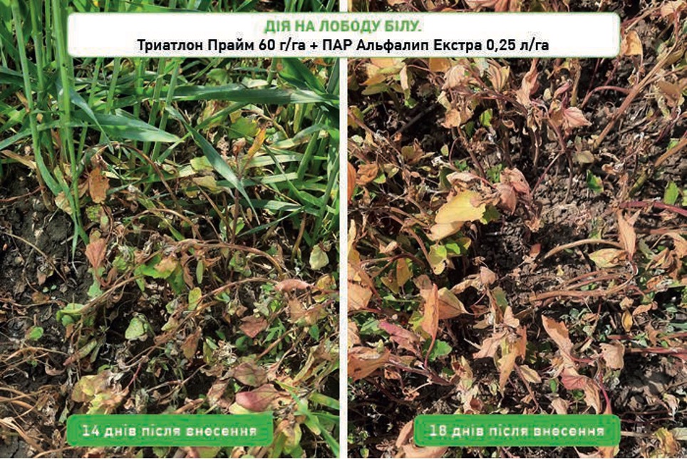 Триатлон Прайм – новий рівень захисту зернових колосових – Зображення 55