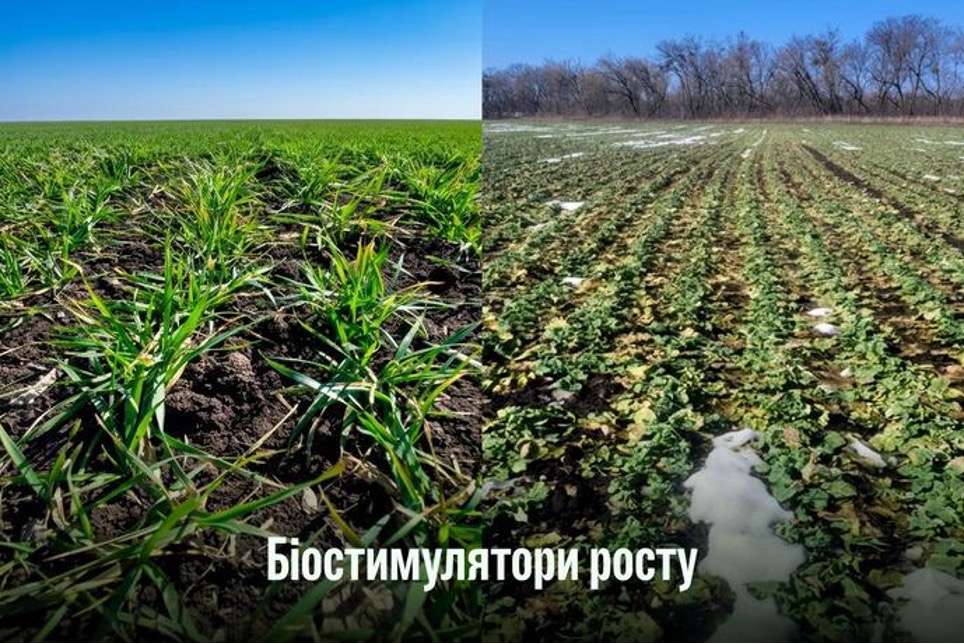 Весняне відновлення вегетації озимих: як допомогти рослинам швидко стартувати – Зображення 54