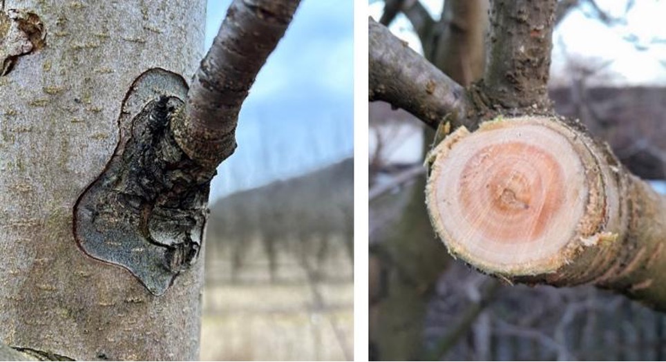 Весняний захист саду цьогоріч має свої особливості – Зображення 57