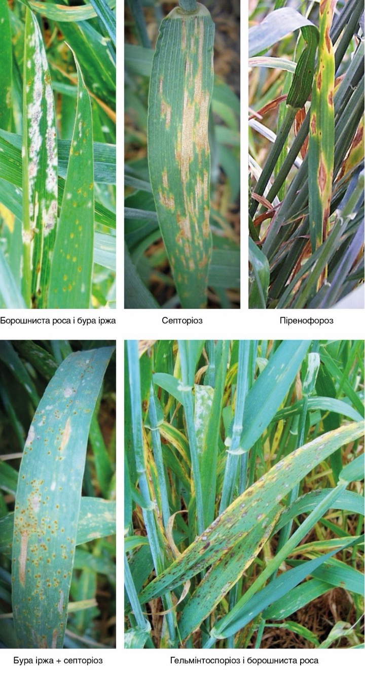 Захист у Т1: контроль зимуючої і ранньовесняної інфекції – Зображення 56