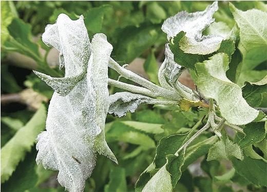 На захисті саду – Зображення 49