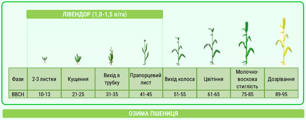 Лівендор від alfa smart agro — контроль стійких бур’янів за 1–7 діб – Зображення 56