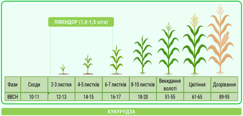 Лівендор від alfa smart agro — контроль стійких бур’янів за 1–7 діб – Зображення 58