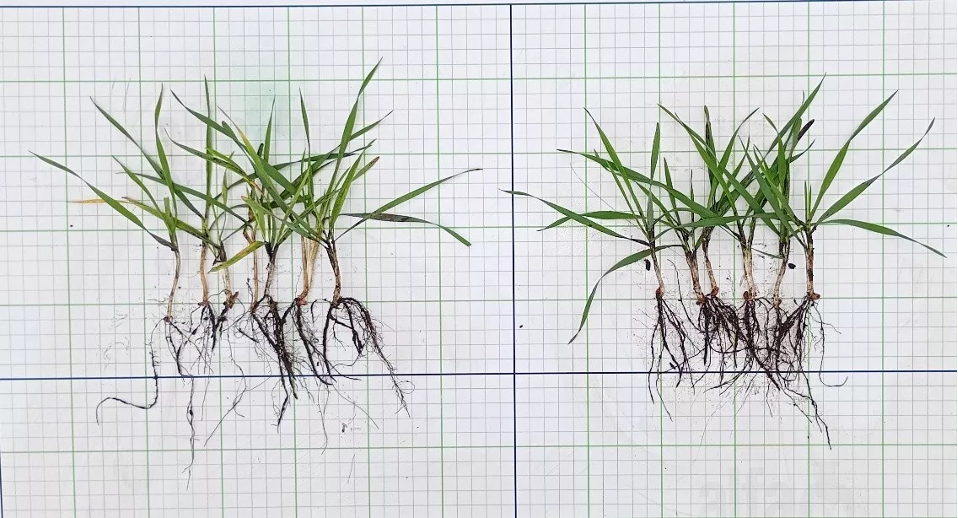 Комплексний контроль хвороб і шкідників зернових упродовж вегетації – Зображення 55