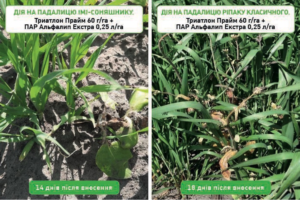 Триатлон Прайм – новий рівень захисту зернових колосових – Зображення 57
