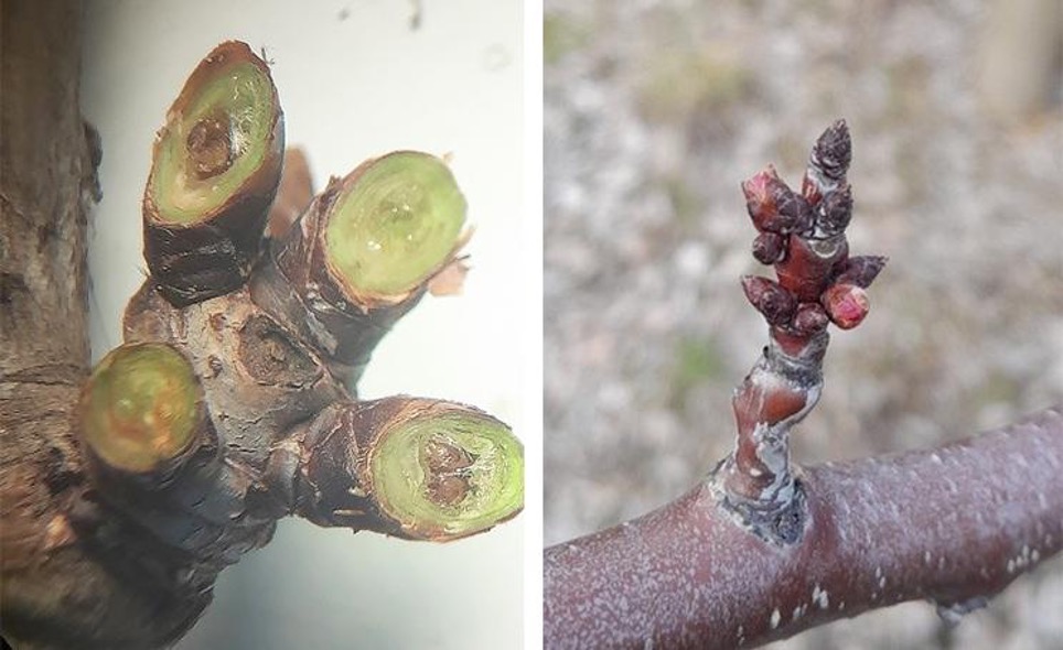 Весняний захист саду цьогоріч має свої особливості – Зображення 59