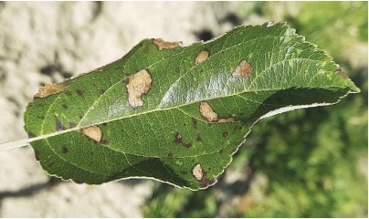 На захисті саду – Зображення 51