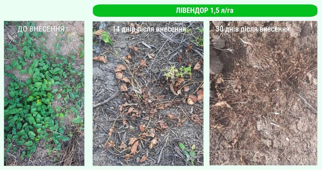 Лівендор від alfa smart agro — контроль стійких бур’янів за 1–7 діб – Зображення 60