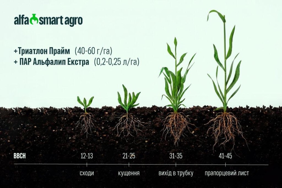 Триатлон Прайм – новий рівень захисту зернових колосових – Зображення 59
