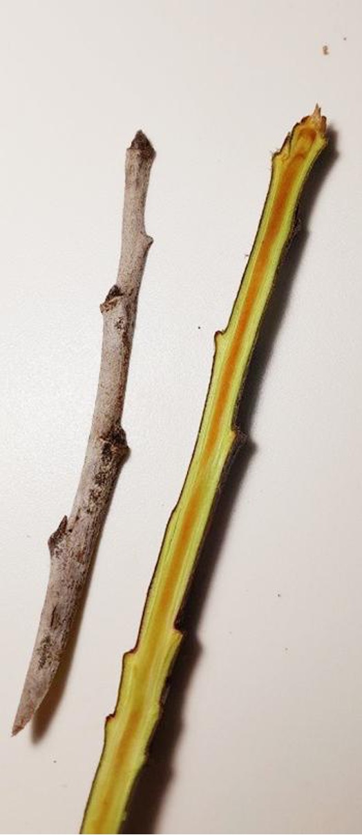 Весняний захист саду цьогоріч має свої особливості – Зображення 61