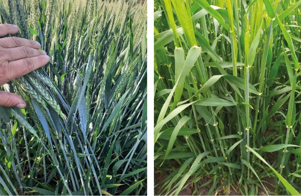 Захист у Т1: контроль зимуючої і ранньовесняної інфекції – Зображення 60