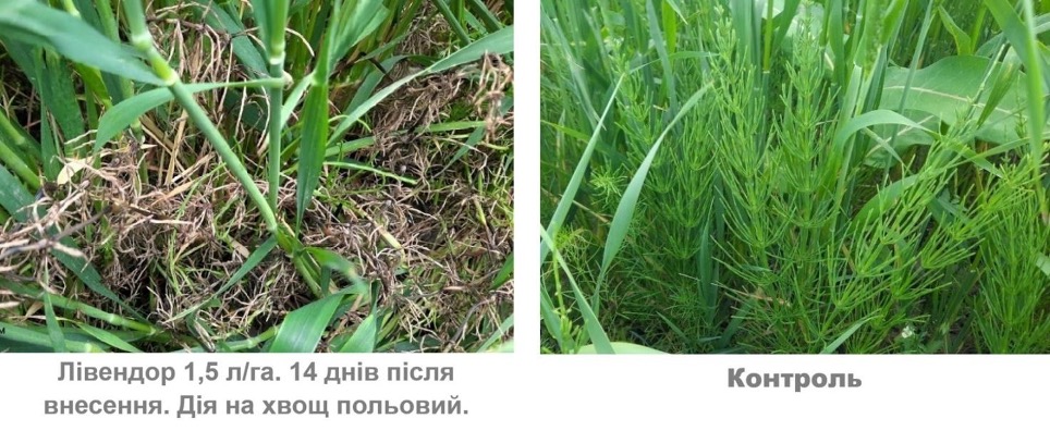 Системний підхід до гербіцидного захисту зернових колосових культур після відновлення вегетації навесні – Зображення 65