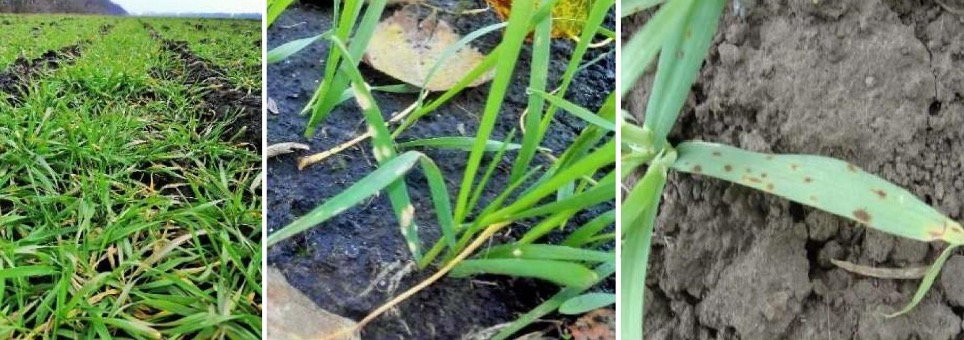 Комплексний контроль хвороб і шкідників зернових упродовж вегетації – Зображення 59