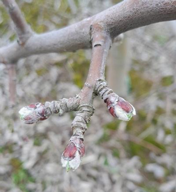 Весняний захист саду цьогоріч має свої особливості – Зображення 63