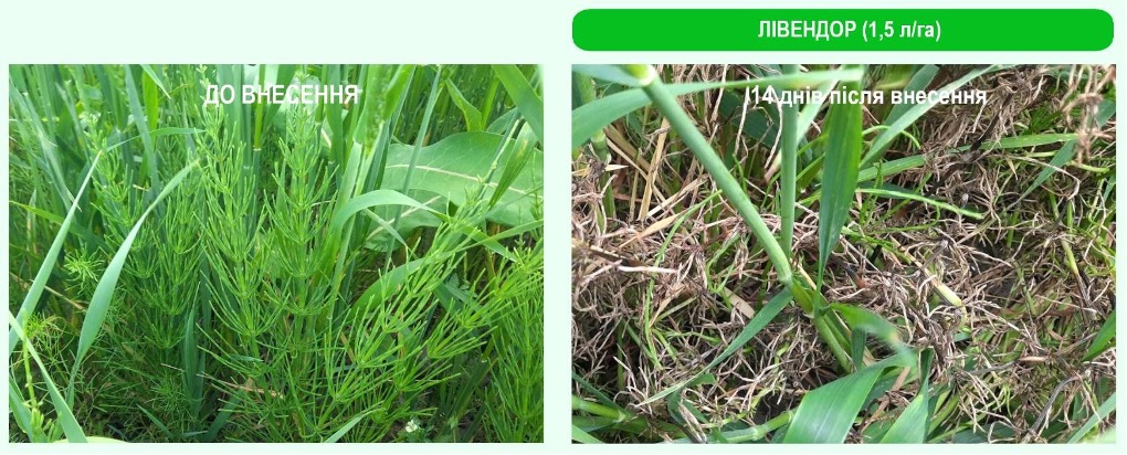 Лівендор від alfa smart agro — контроль стійких бур’янів за 1–7 діб – Зображення 62