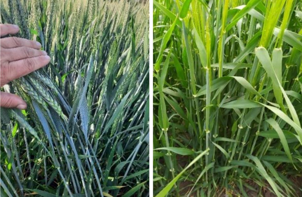 Комплексний контроль хвороб і шкідників зернових упродовж вегетації – Зображення 65