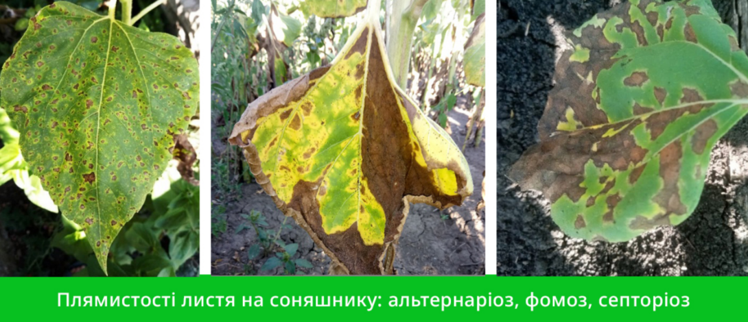 Захист соняшнику від хвороб — основа врожаю. – Зображення 61