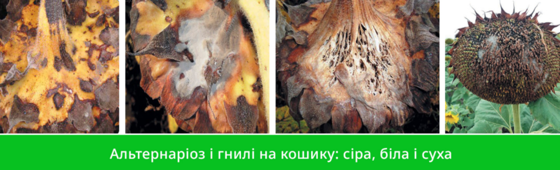 Захист соняшнику від хвороб — основа врожаю. – Зображення 67