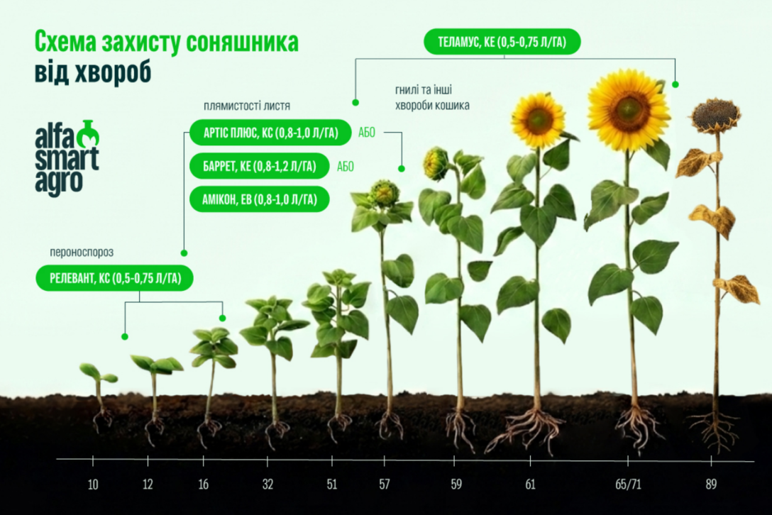 Захист соняшнику від хвороб — основа врожаю. – Зображення 69