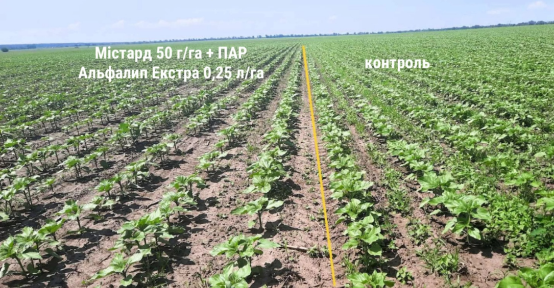 Актуальні технології захисту соняшнику: ефективні рішення для контролю бур’янів – Зображення 56