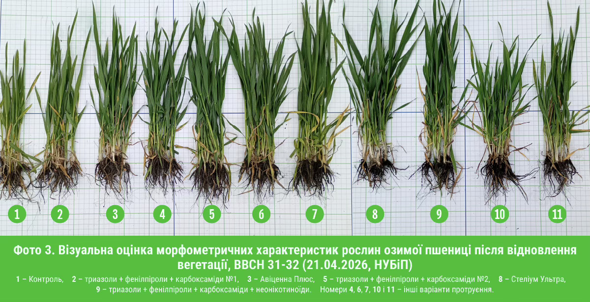 Від захисту насіння до врожаю: результати незалежного дослідження топових протруйників на зернові культури – Зображення 62