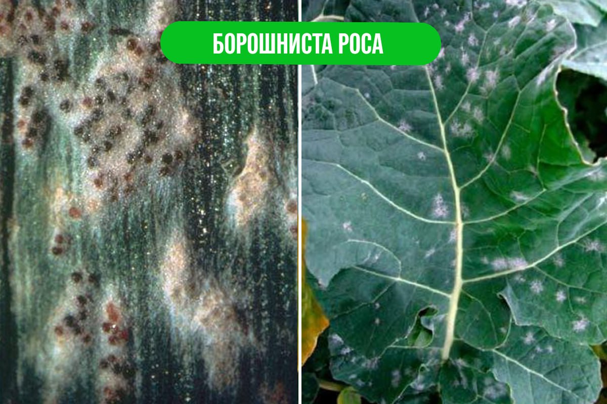 Чому озимому ріпаку потрібен фунгіцид восени? – Зображення 51