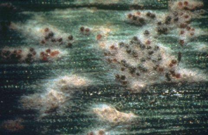 Чому озимому ріпаку потрібен фунгіцид восени? – Зображення 72