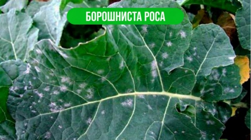 Ріпак: захист і рістрегуляція – Зображення 68
