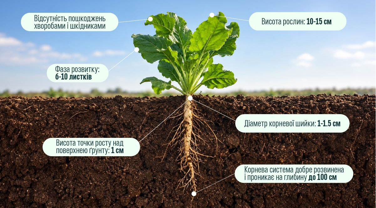 Ріпак: захист і рістрегуляція – Зображення 72