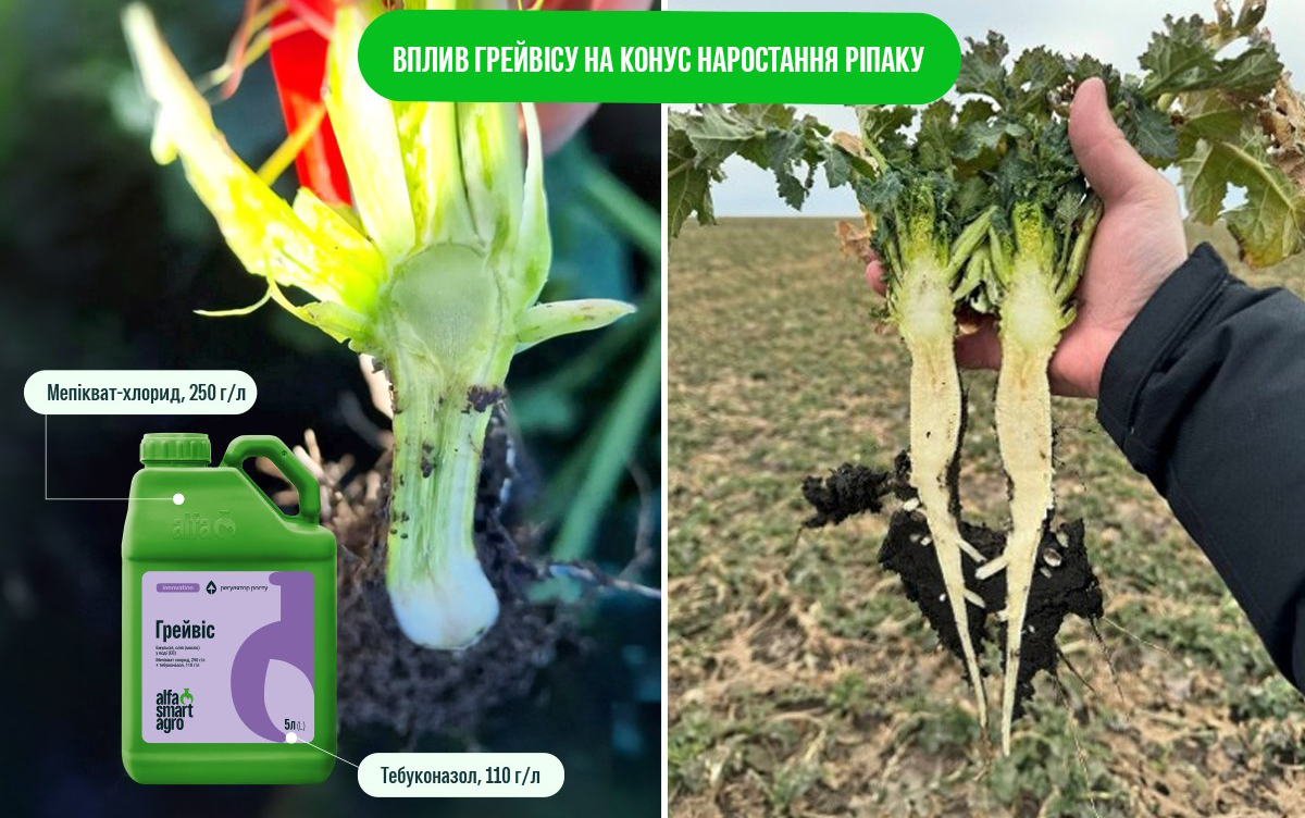 Ріпак: захист і рістрегуляція – Зображення 74