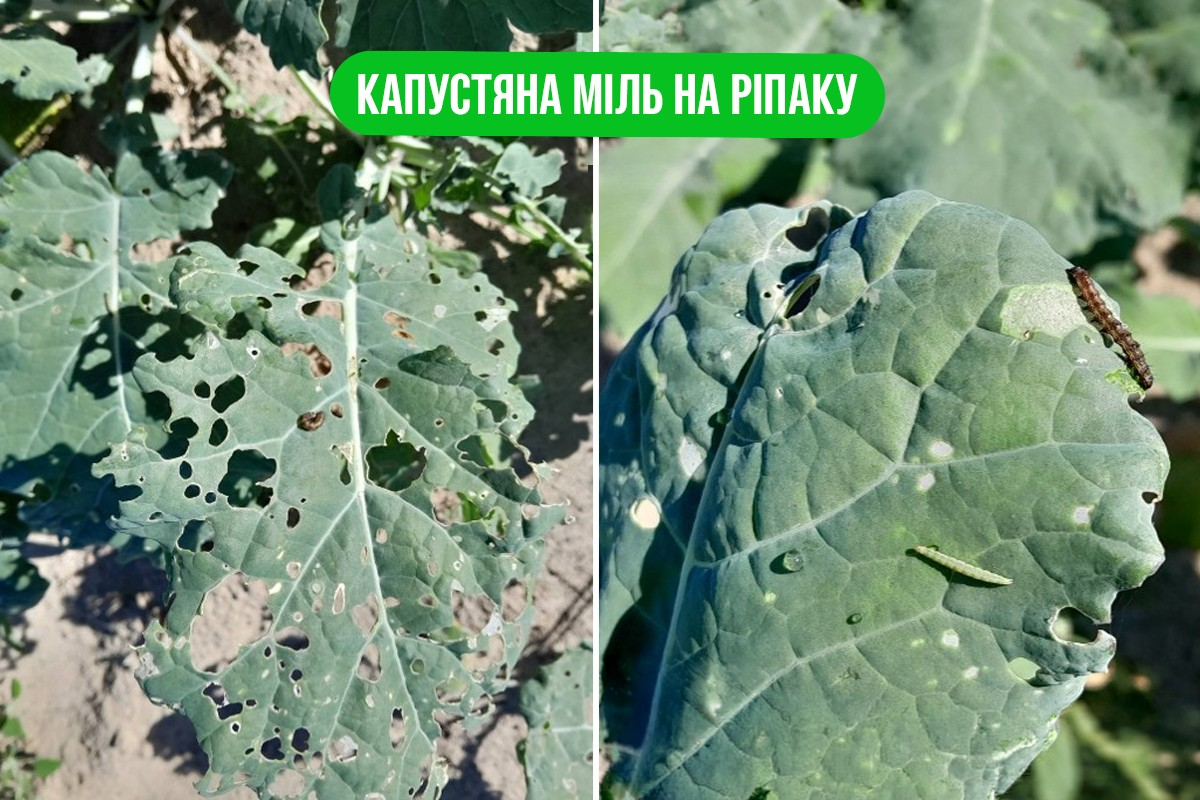 Ріпак: захист і рістрегуляція – Зображення 76